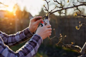 Winter Pruning Tips for Twin Cities