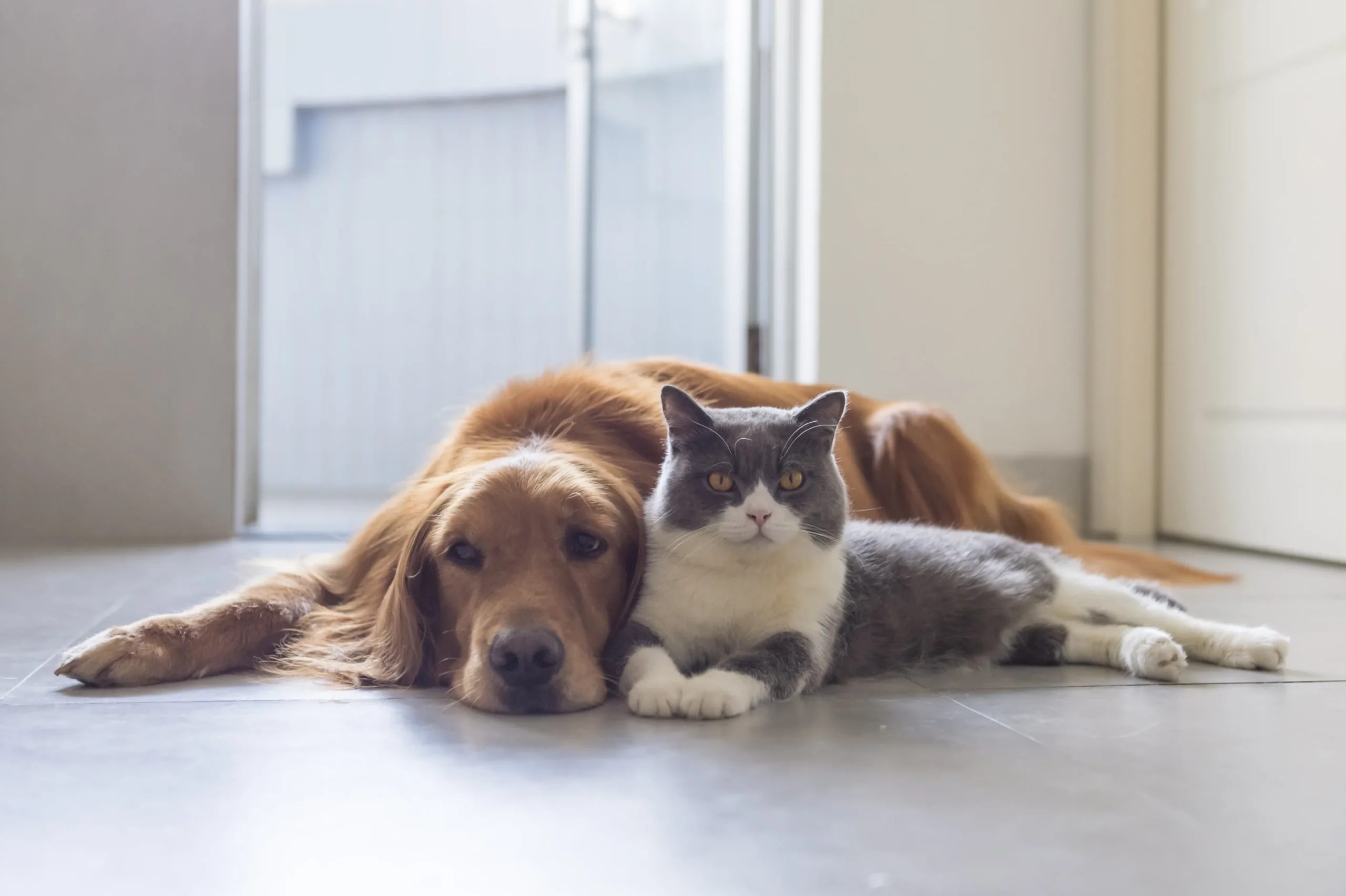 Advantages of Software-Powered Coping Strategies for Pet Care