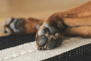 how to know if pet nails are too long